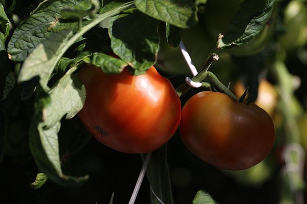 "Берестье" модернизирует теплицы для выращивания томатов в зимнее время
